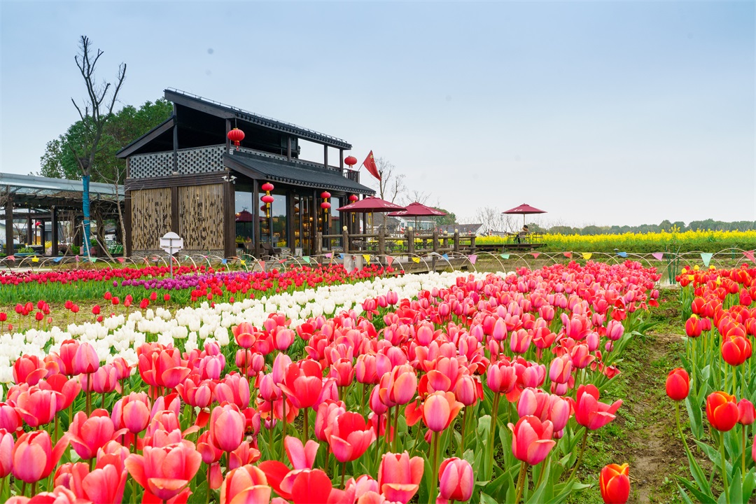 20200313-香村-郁金香 (10).jpg